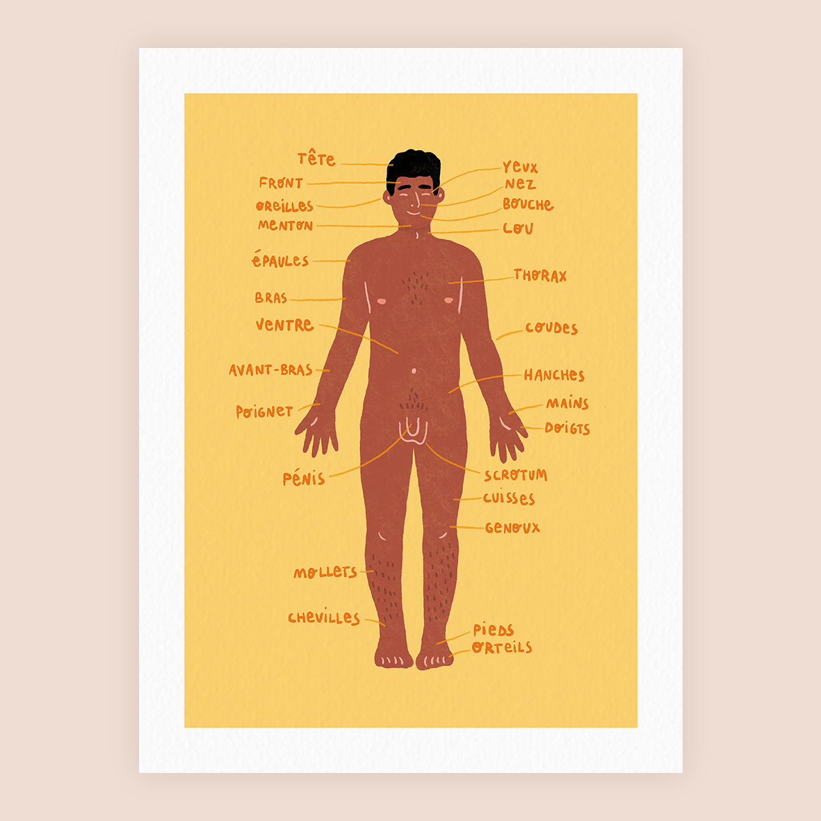 ANATOMIE MASCULINE