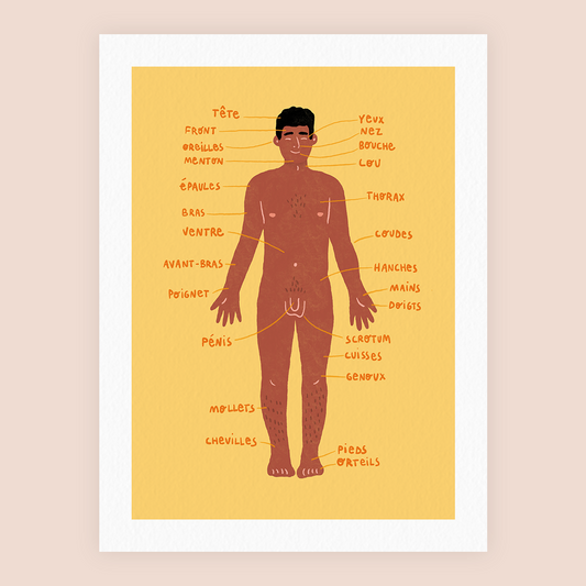 ANATOMIE MASCULINE