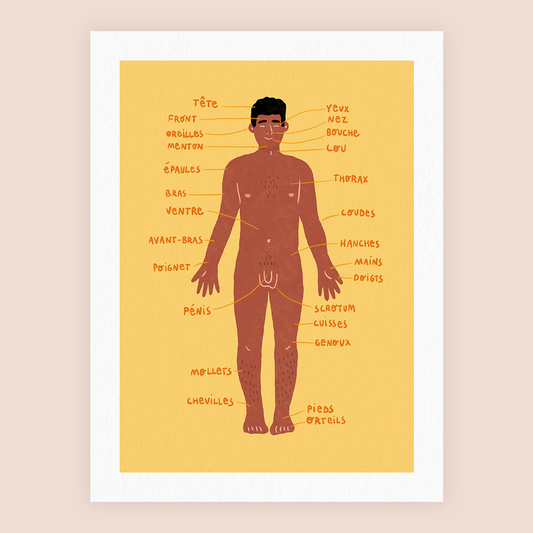 Anatomie H (A4 ou 30x40) * Affiche à l'unité